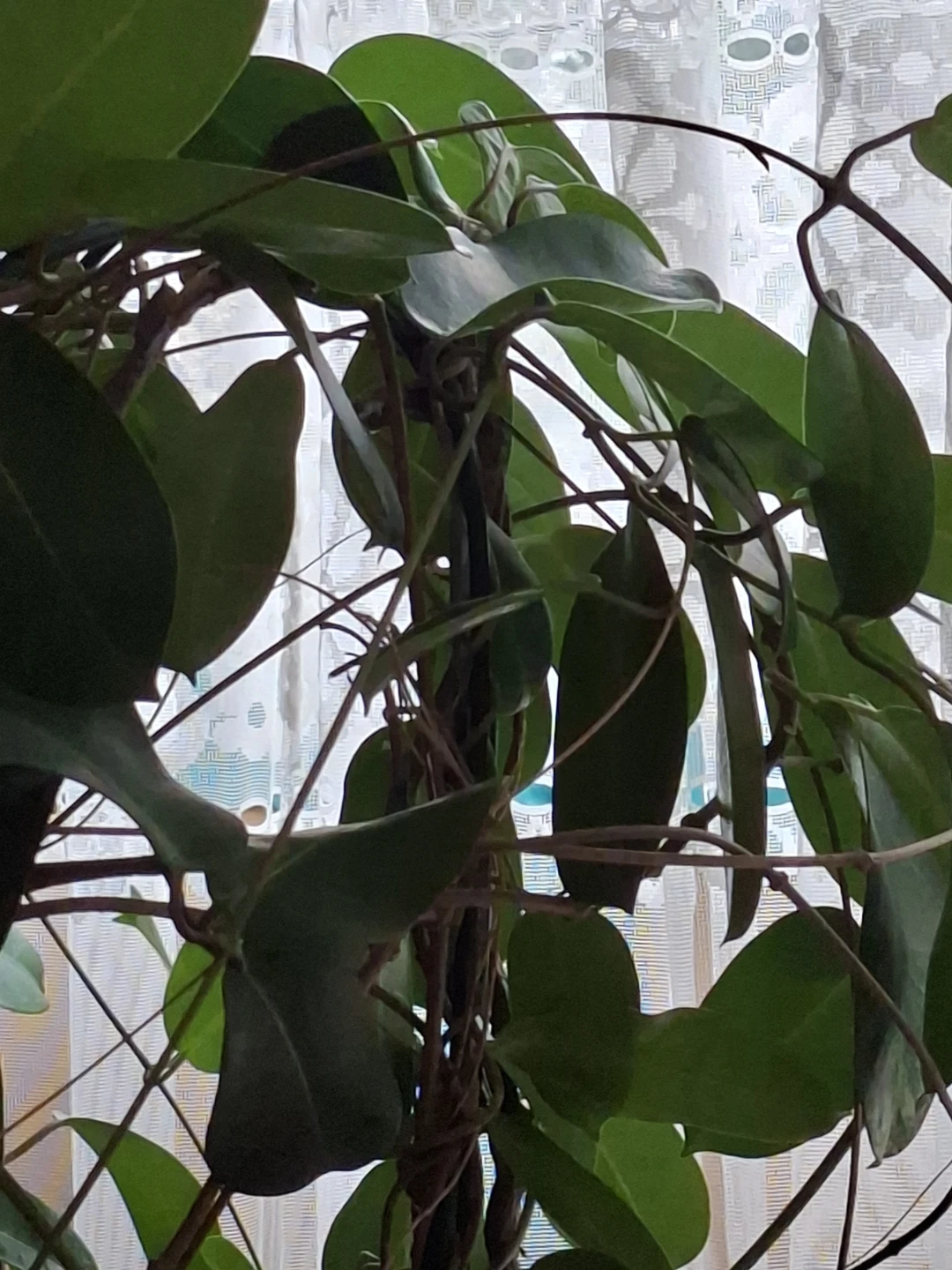 Two potted climbing plants - photo 3