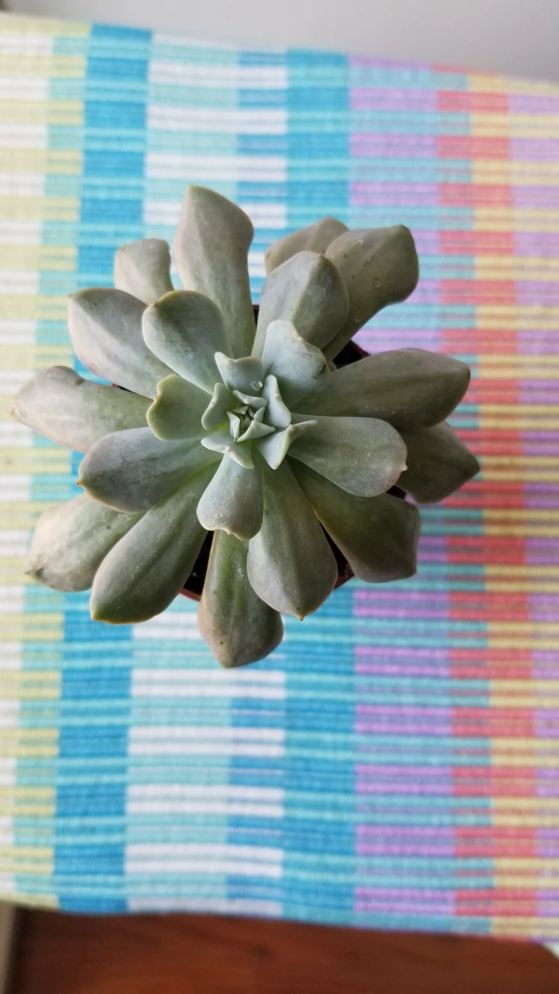 🍃Succulent plant