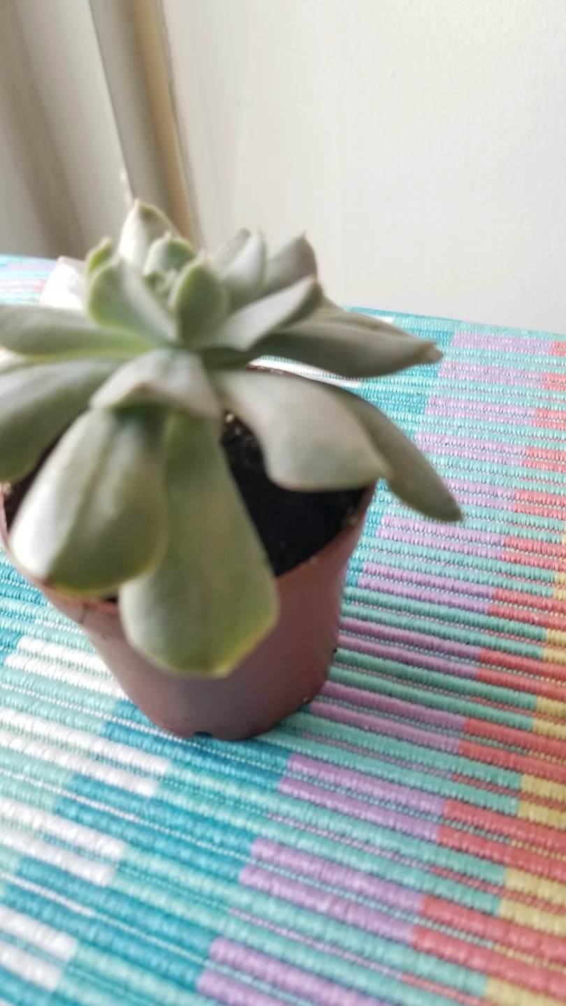 🍃Succulent plant - photo 5