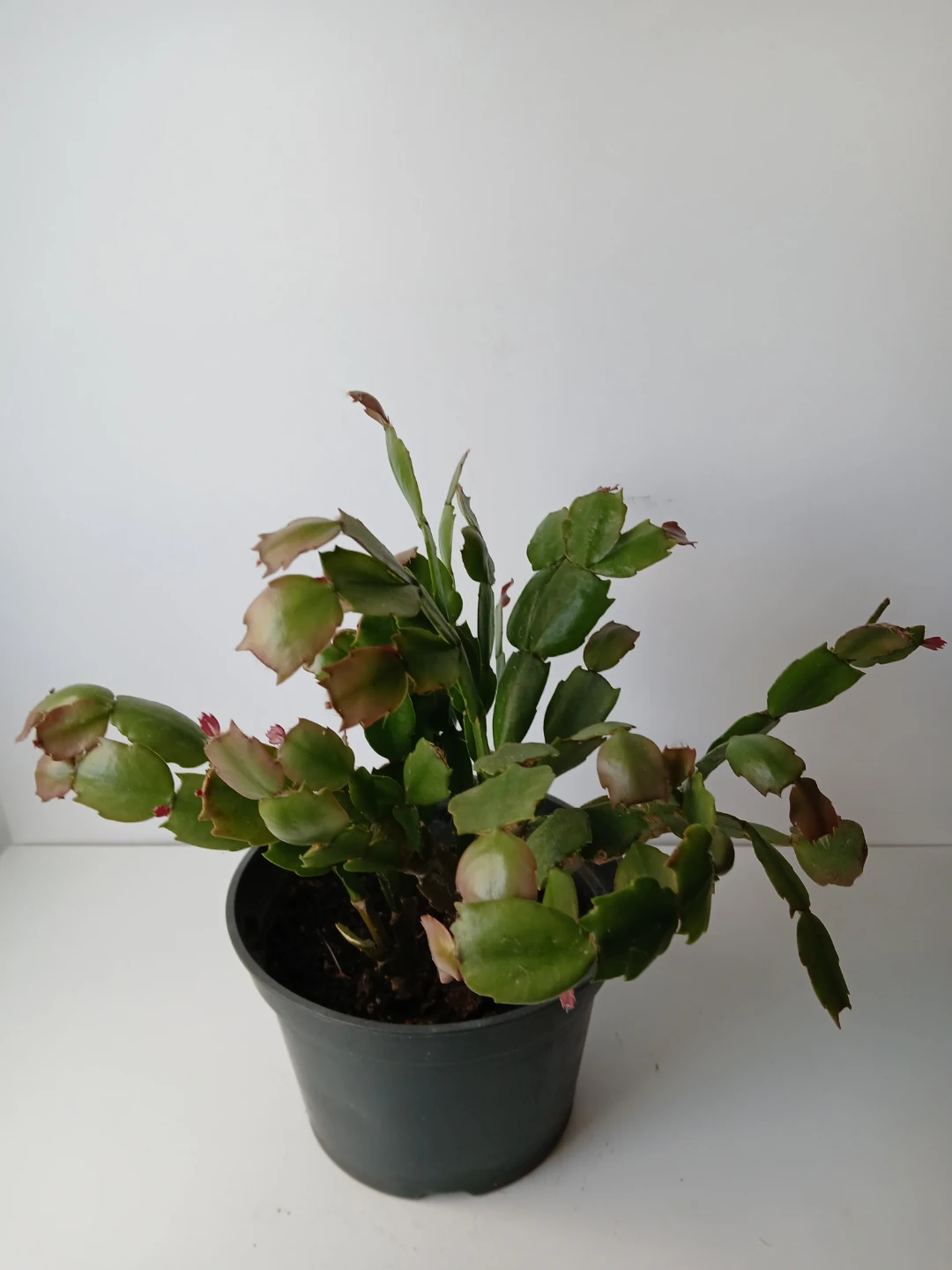 Christmas Cactus Plant in 6" Pot. Fixed price. - photo 4