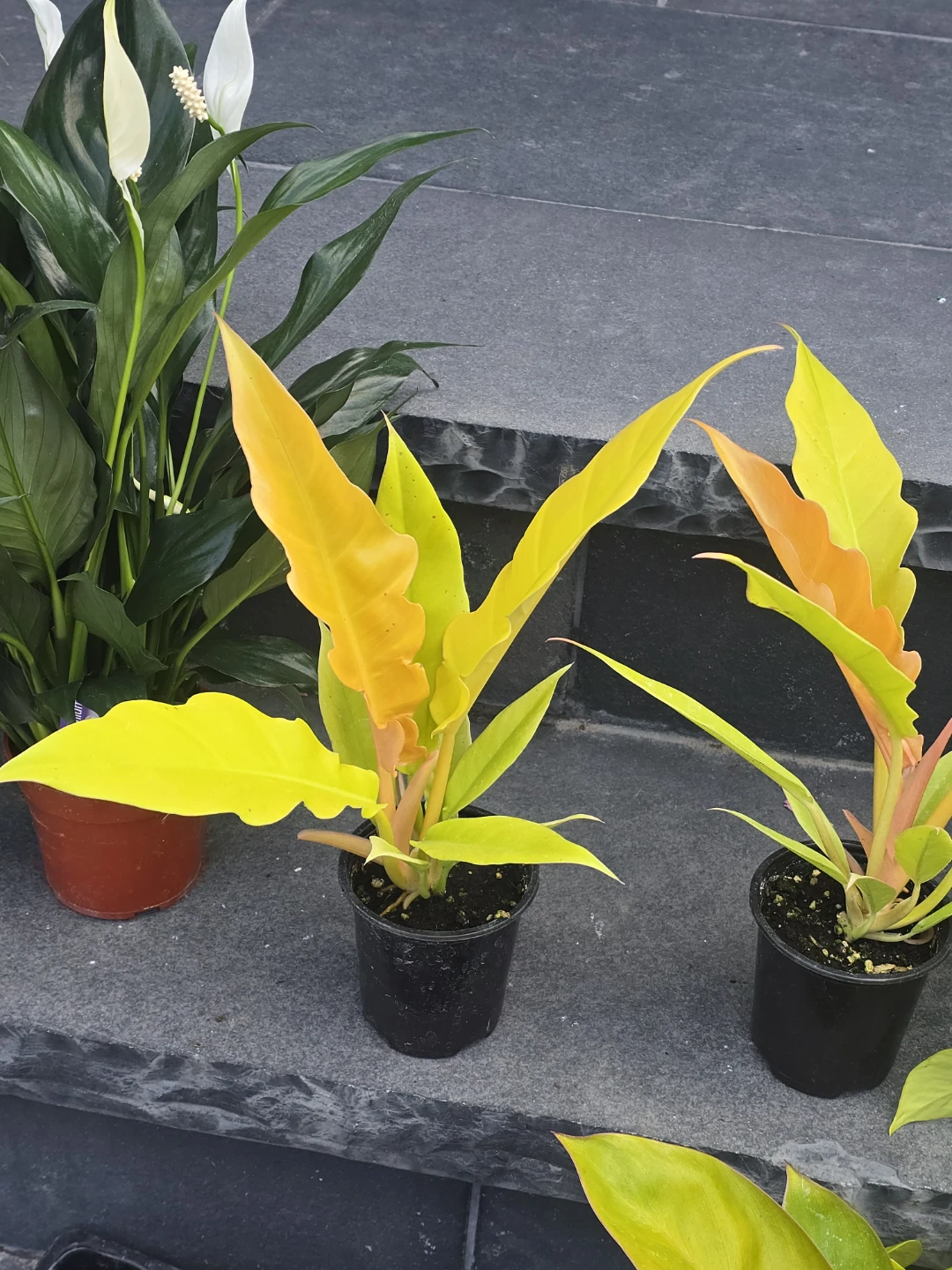 Philodendron ring of fire golden - photo 3