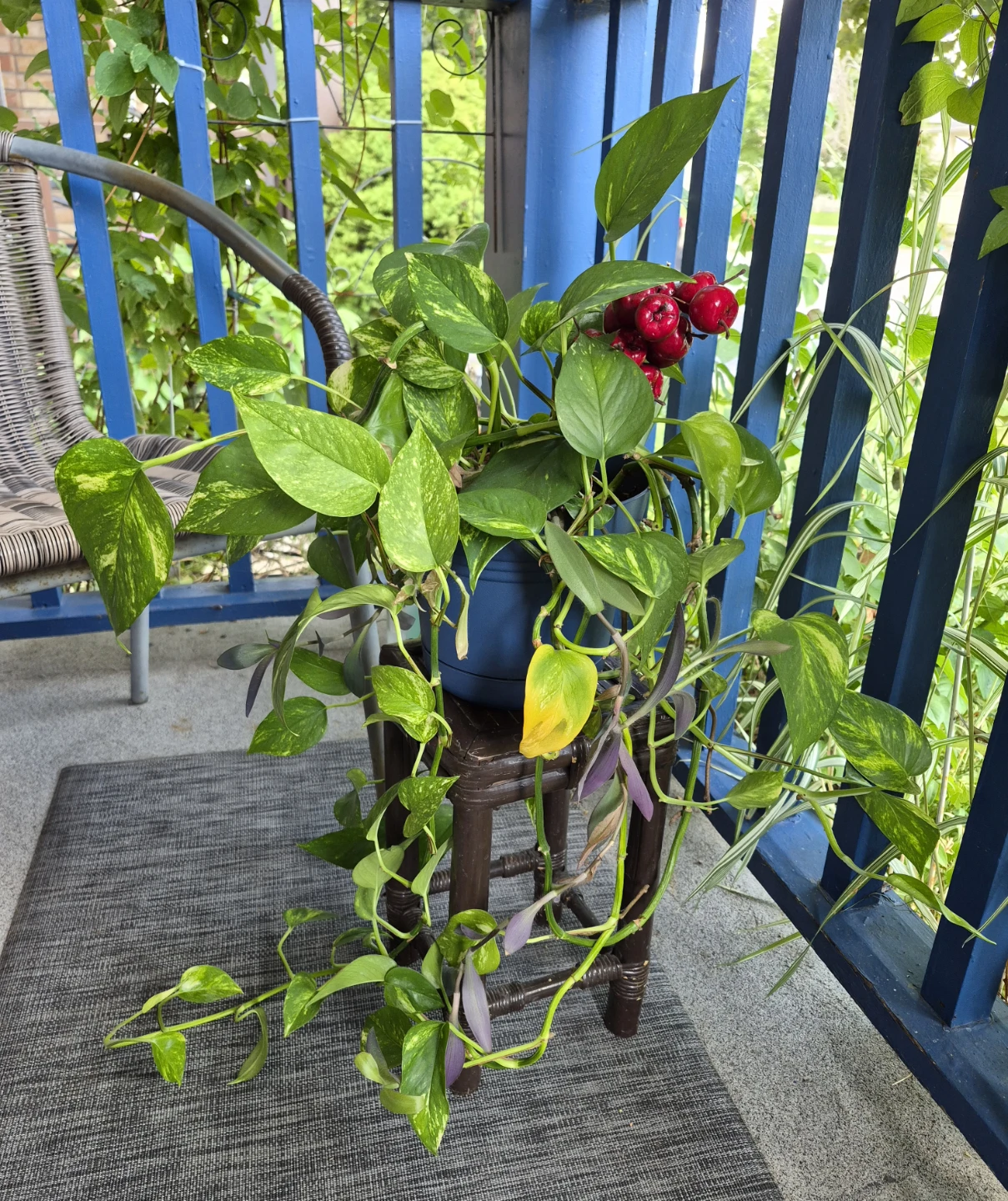 Pothos Plant in Blue Pot