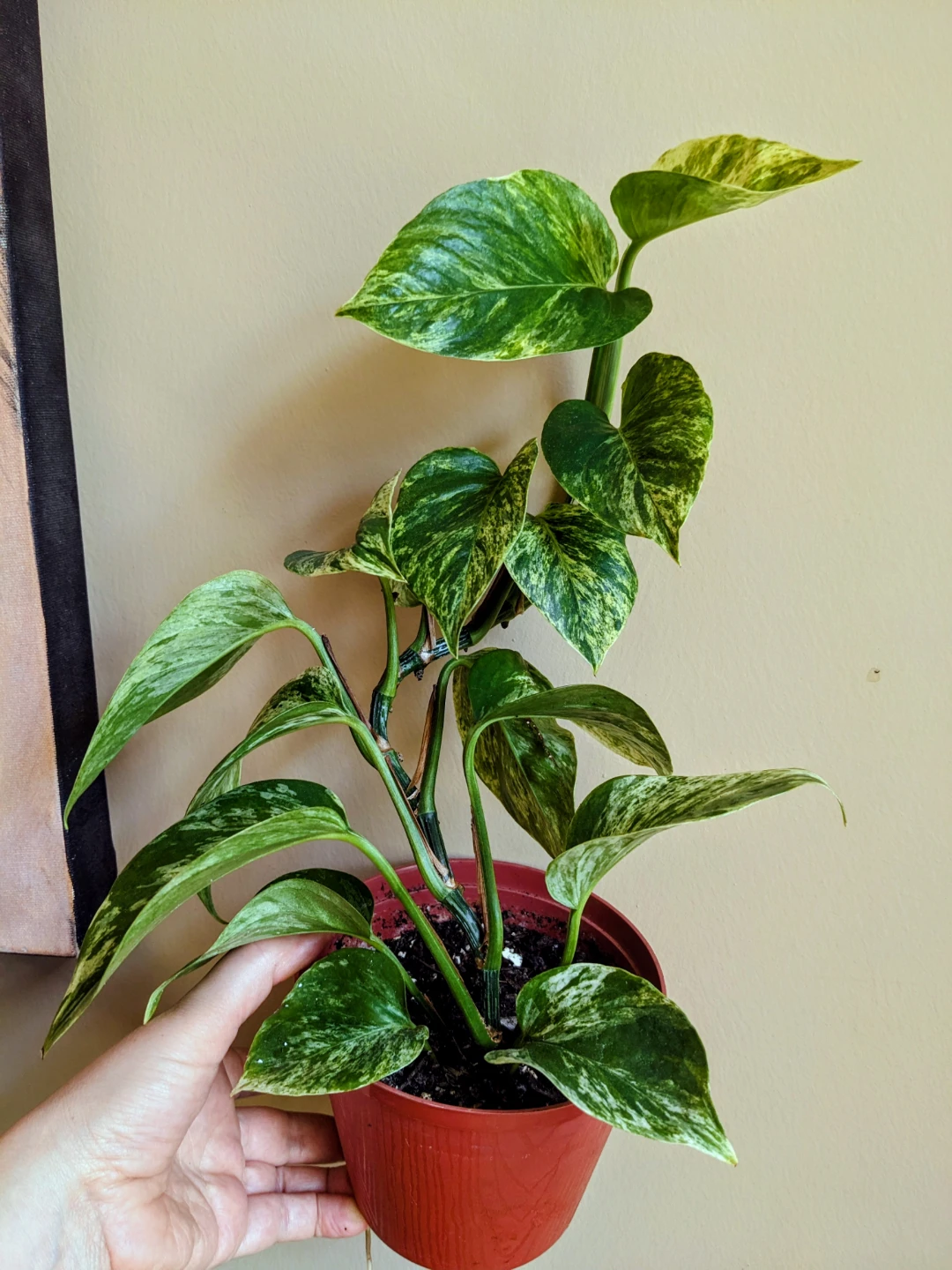 ASSORTED INDOOR/HOUSEPLANT - photo 2