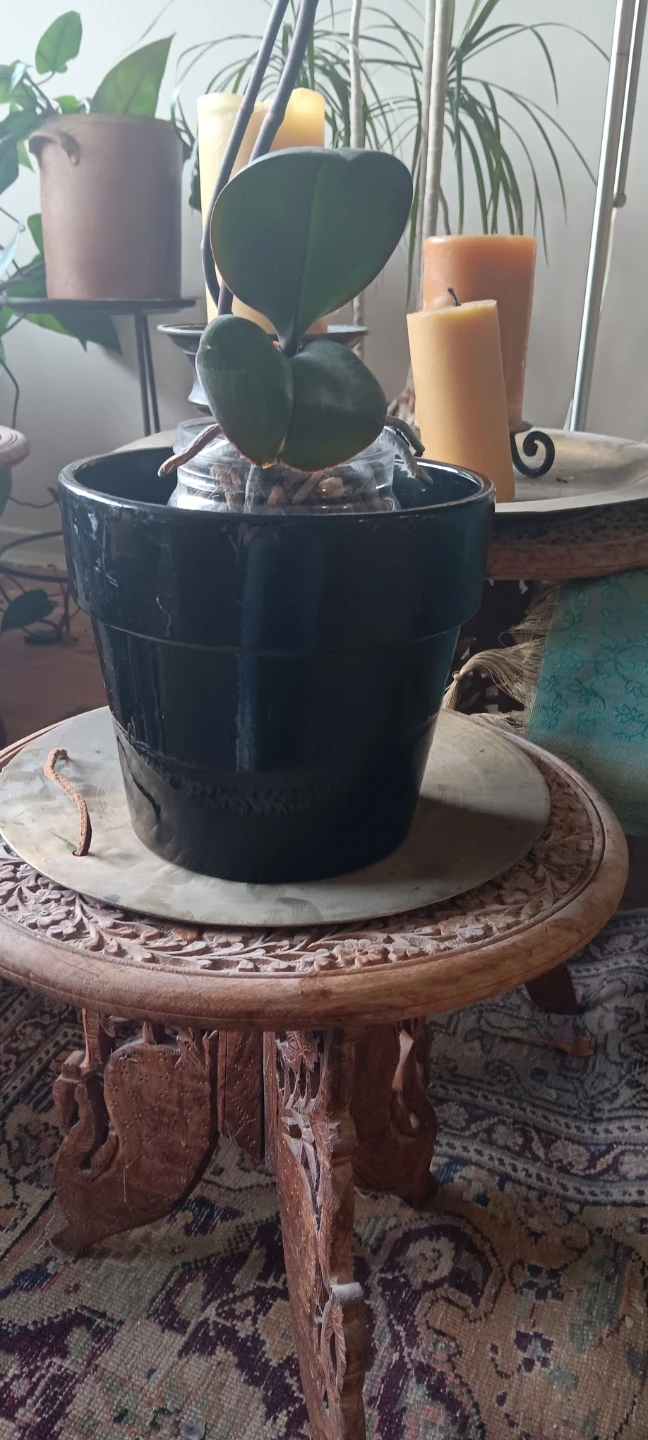 Dark Pink Orchid Plant - photo 3