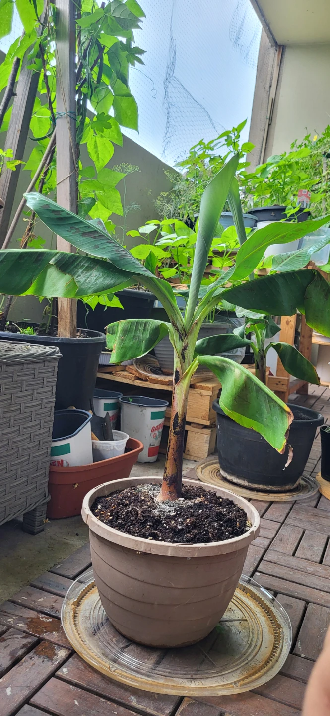 Small Banana Plant - photo 3
