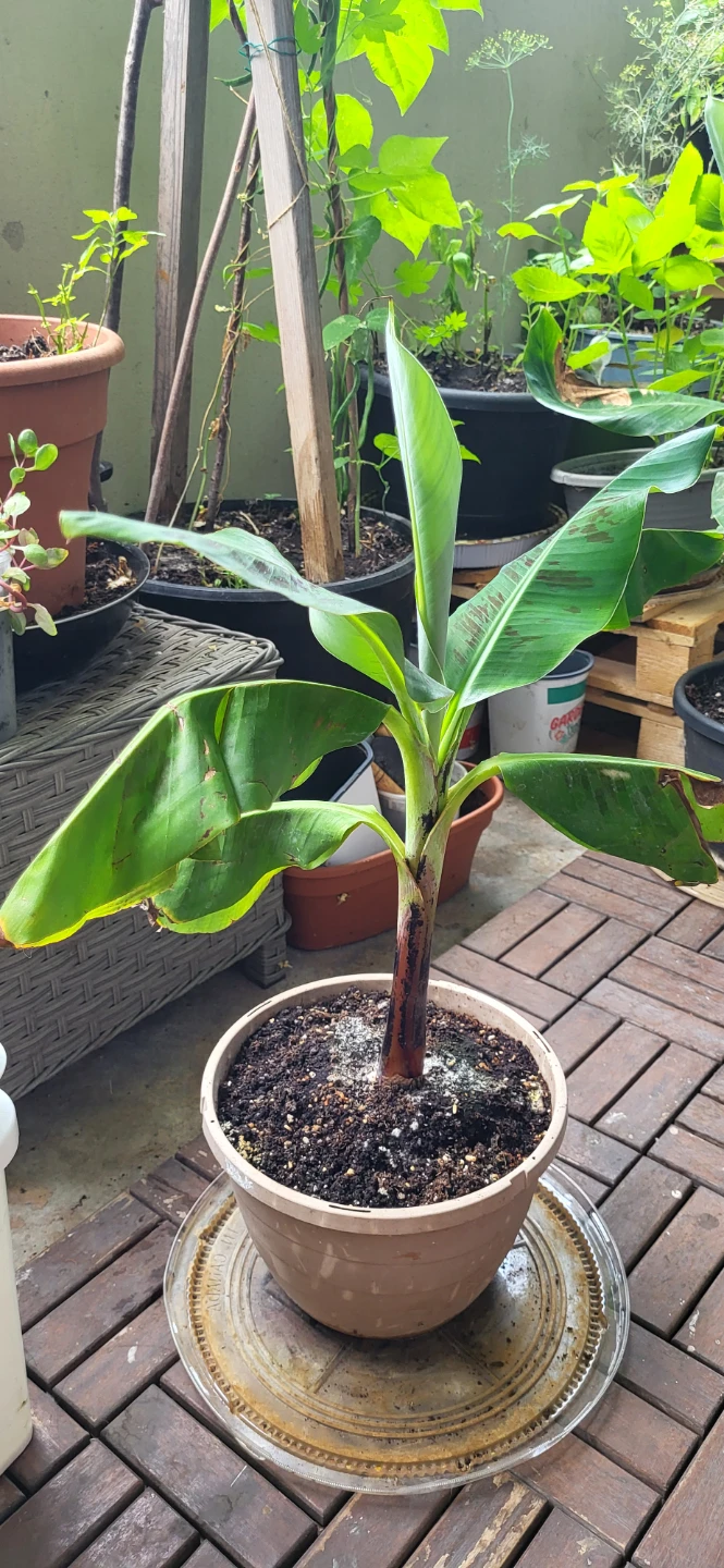 Small Banana Plant - photo 4