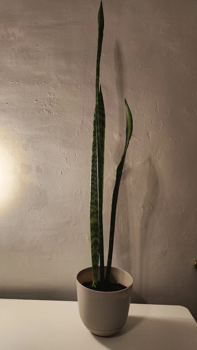 4 ft Snake Plant in Pot - photo 2