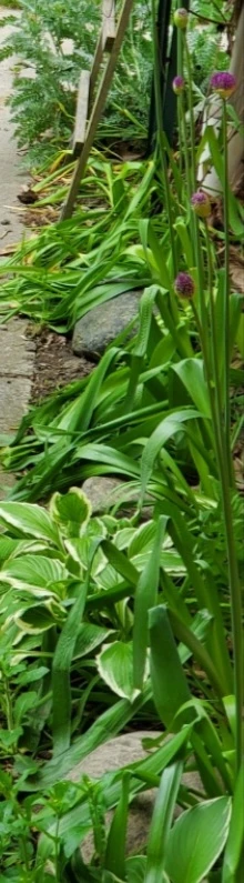 Decorative Onion Seeds (Allium Purple Sensation) - photo 2