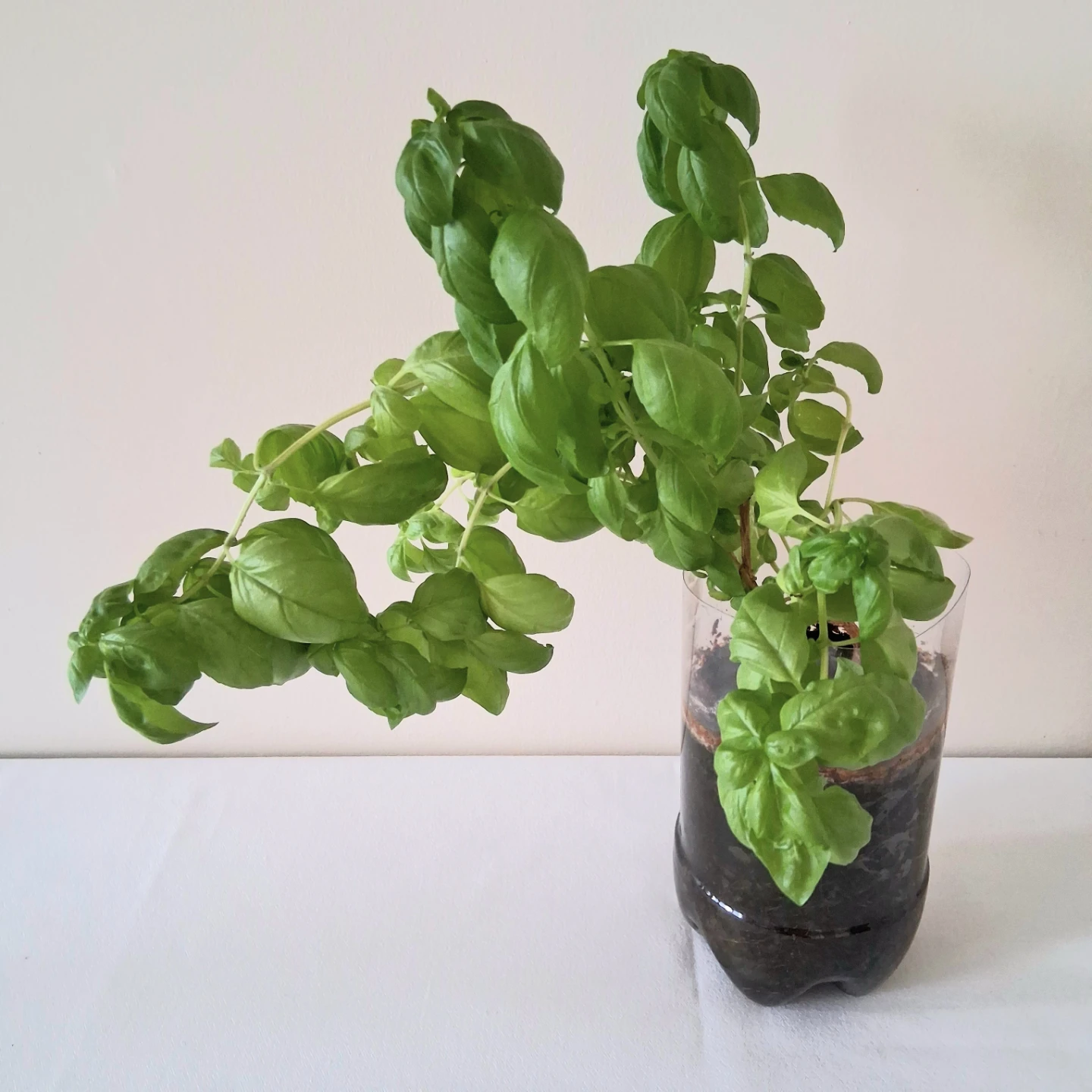 🌱 Green Basil 🌻 - photo 2