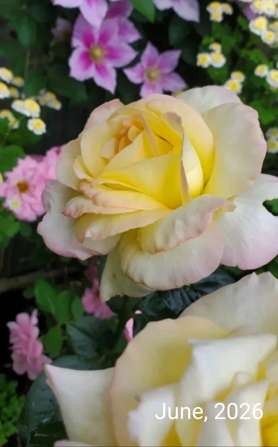 Cherry Parfait, Grandiflora Rose - photo 4