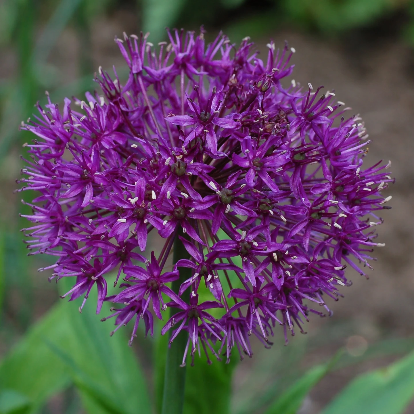Decorative Onion Seeds (Allium Purple Sensation)