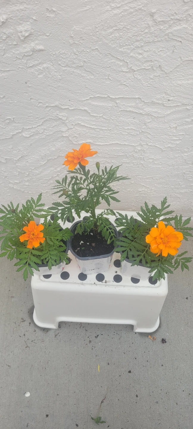 Marigolds - photo 2