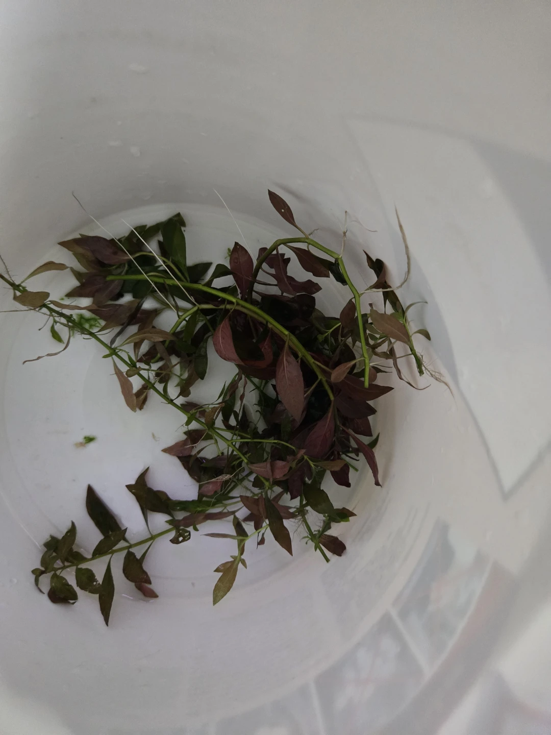 Aquatic plants - photo 4