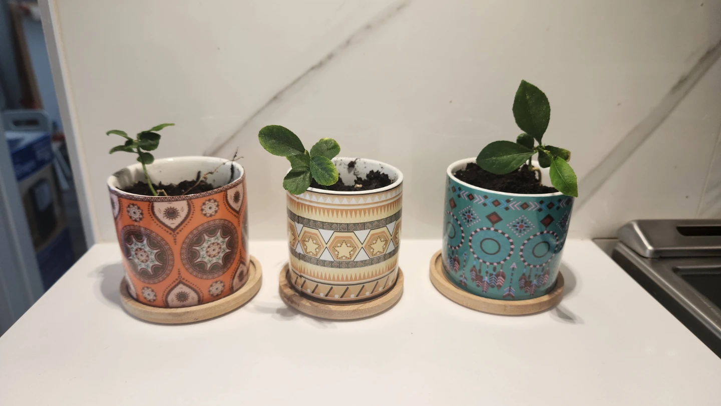 Small lemon tree plants in decorative pots
