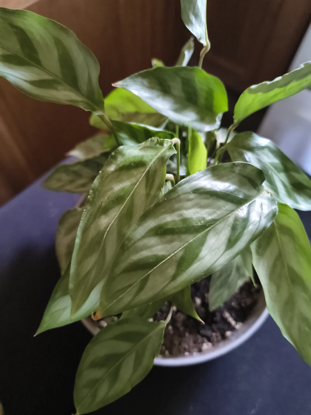 Calathea Rattlesnake Plant in decorative pot - photo 4