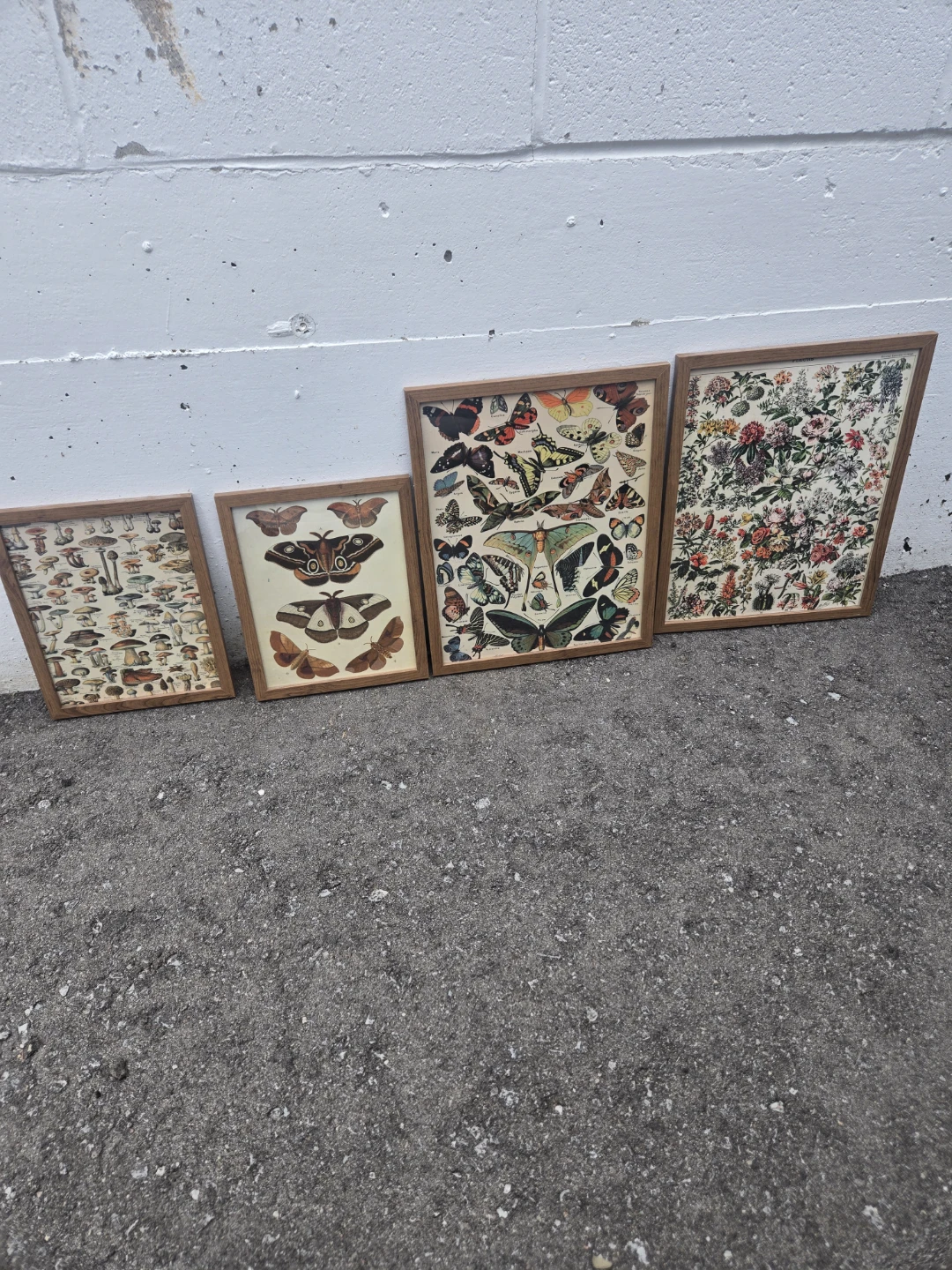 Set of 4 Framed Botanical and Butterfly Prints