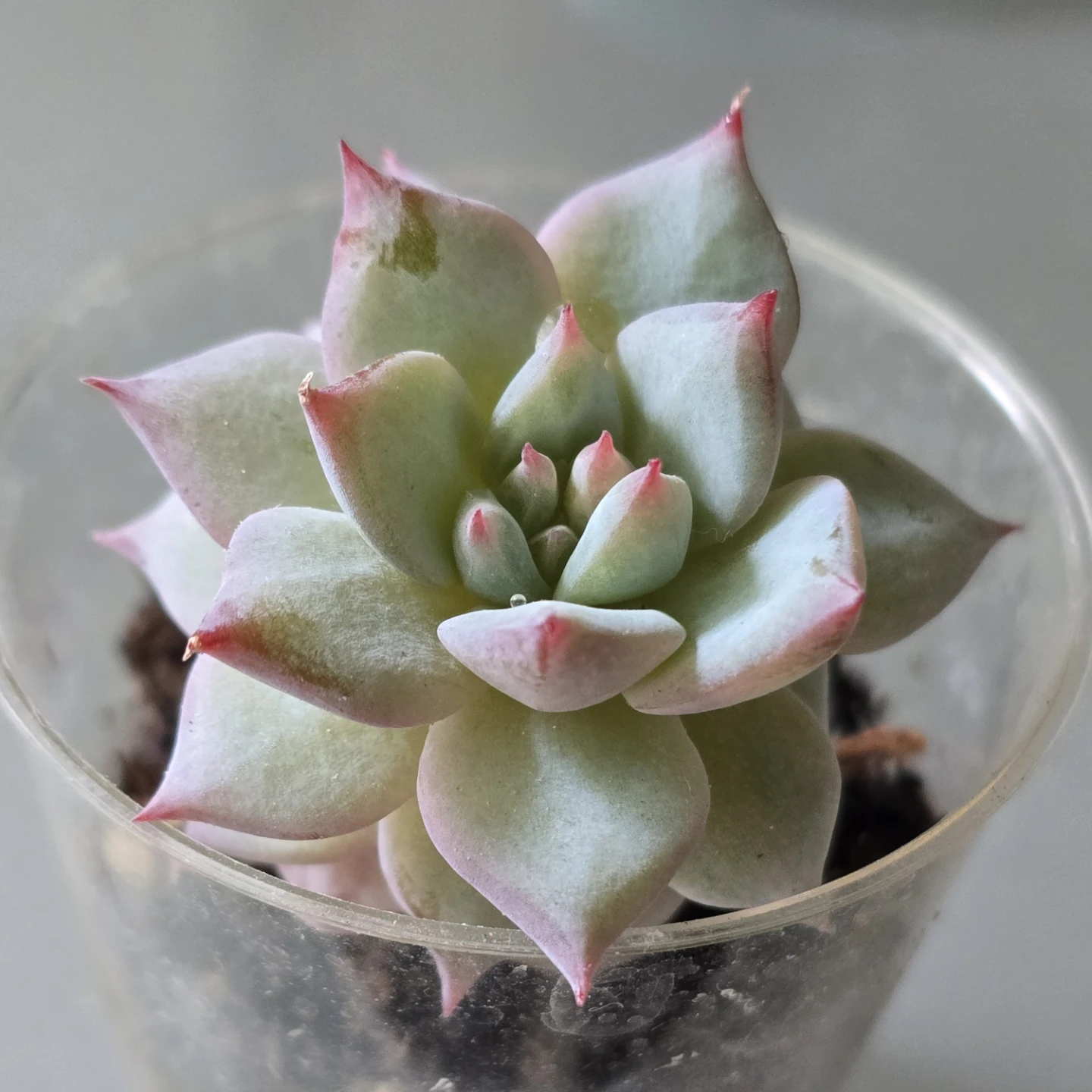 Blue Bird Succulent Plant