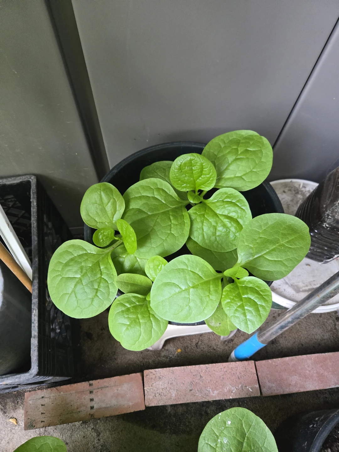 Young Spinach Plants in Pot
