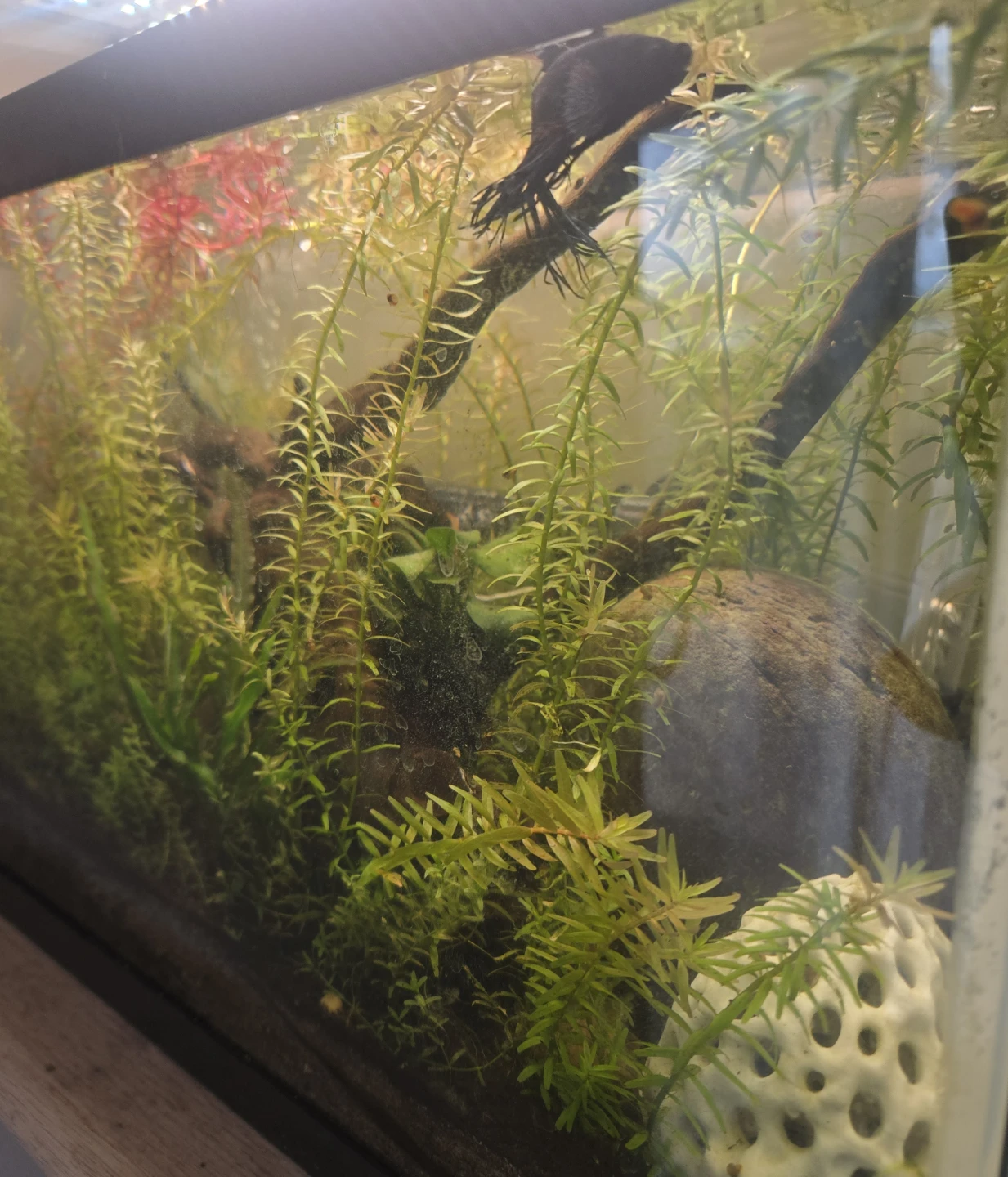 6G Fish tank fully cycled/matured - photo 3