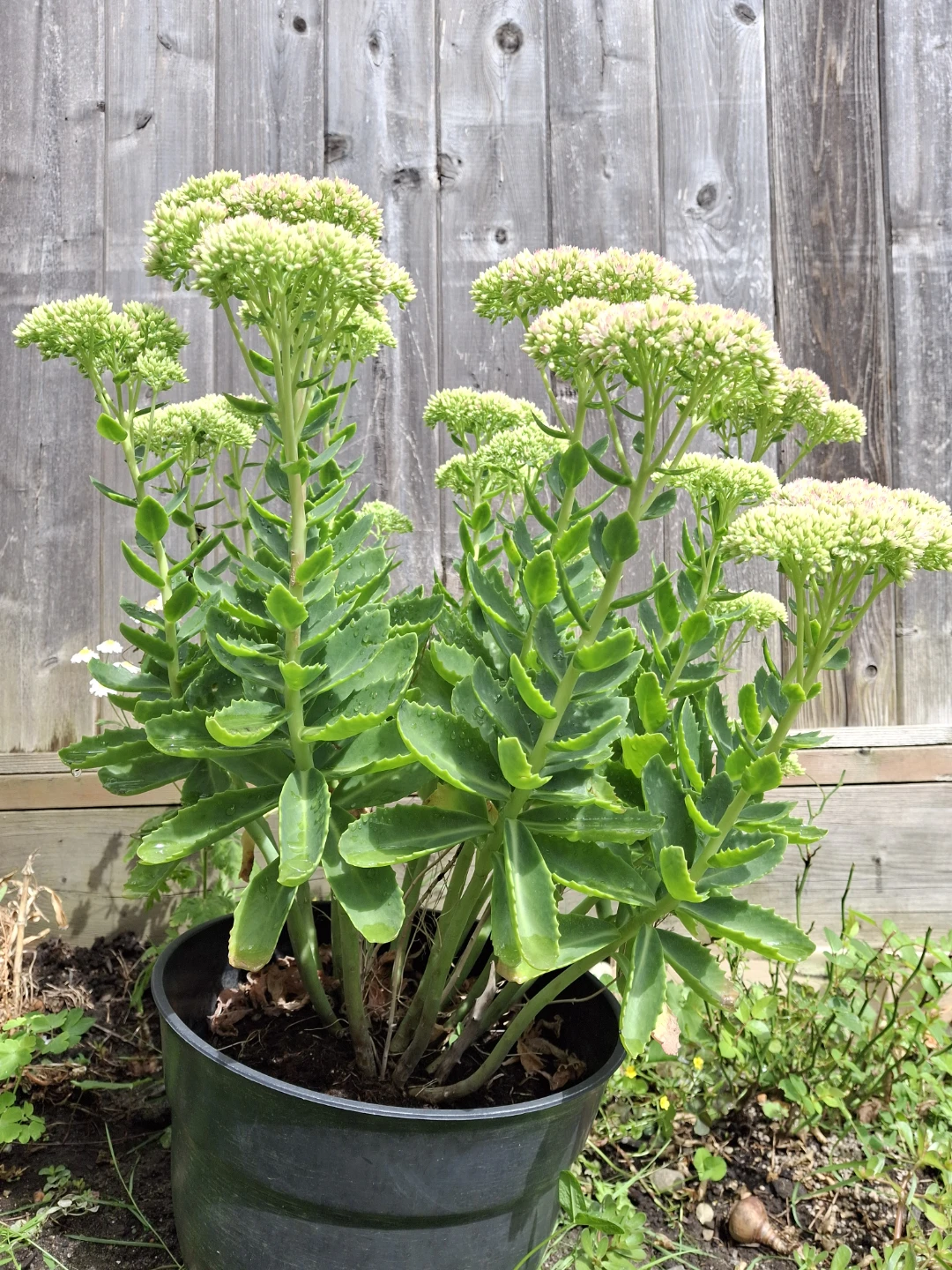 Sedum plant - photo 5