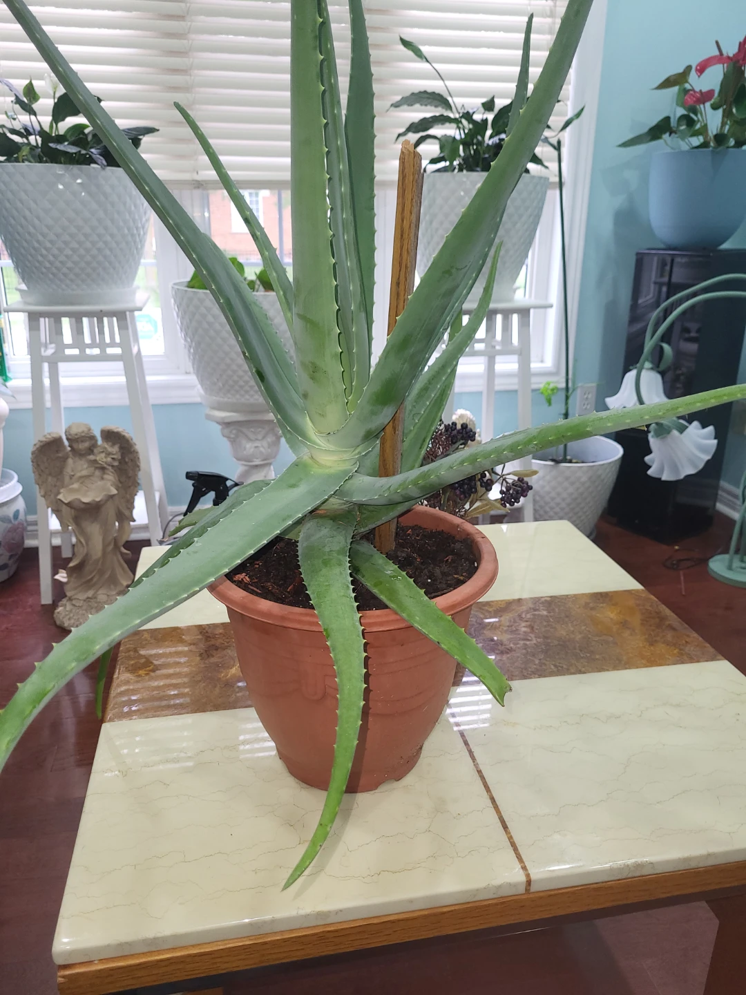 Large Aloe Vera Plant