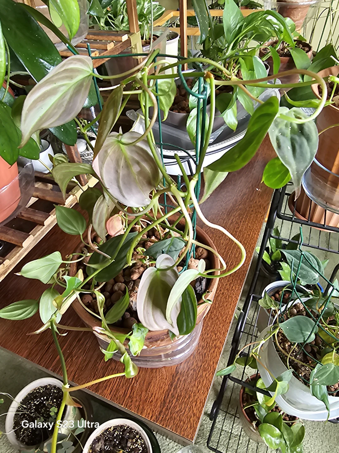 Philodendron Brasil Plant - photo 2