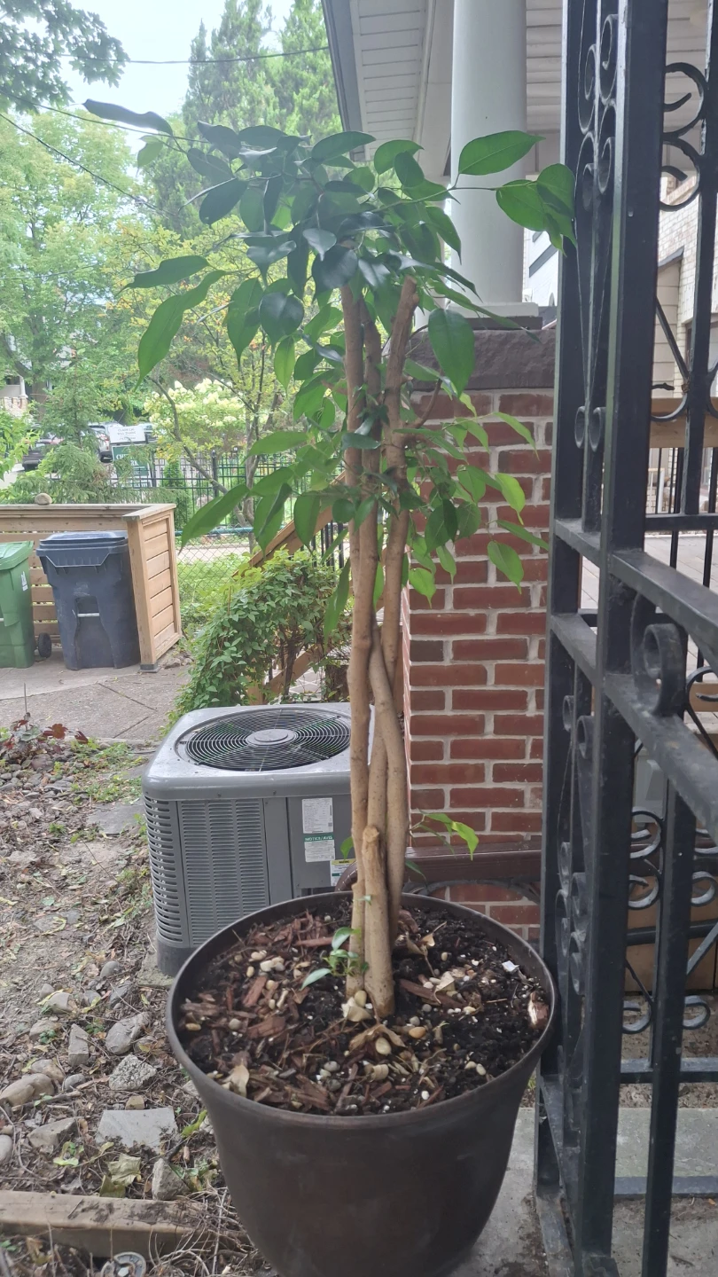 Braided Ficus Tree in Pot - photo 3