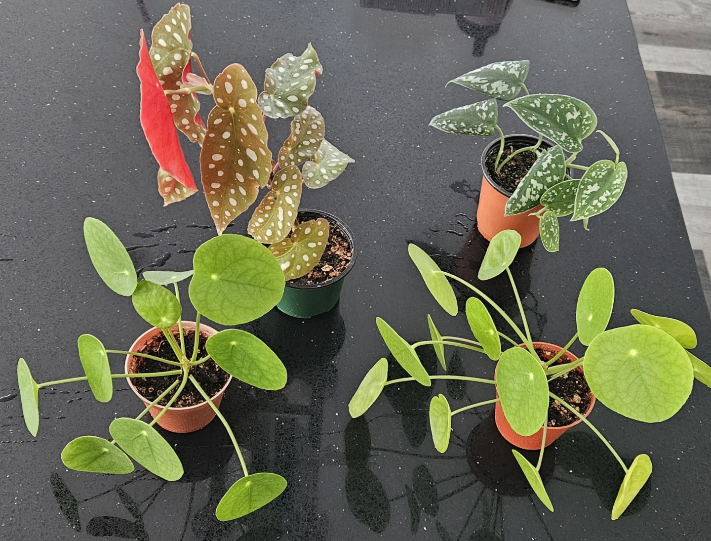 Begonia Maculata, Pilea Peperomioides, Scindapsus Pictus
