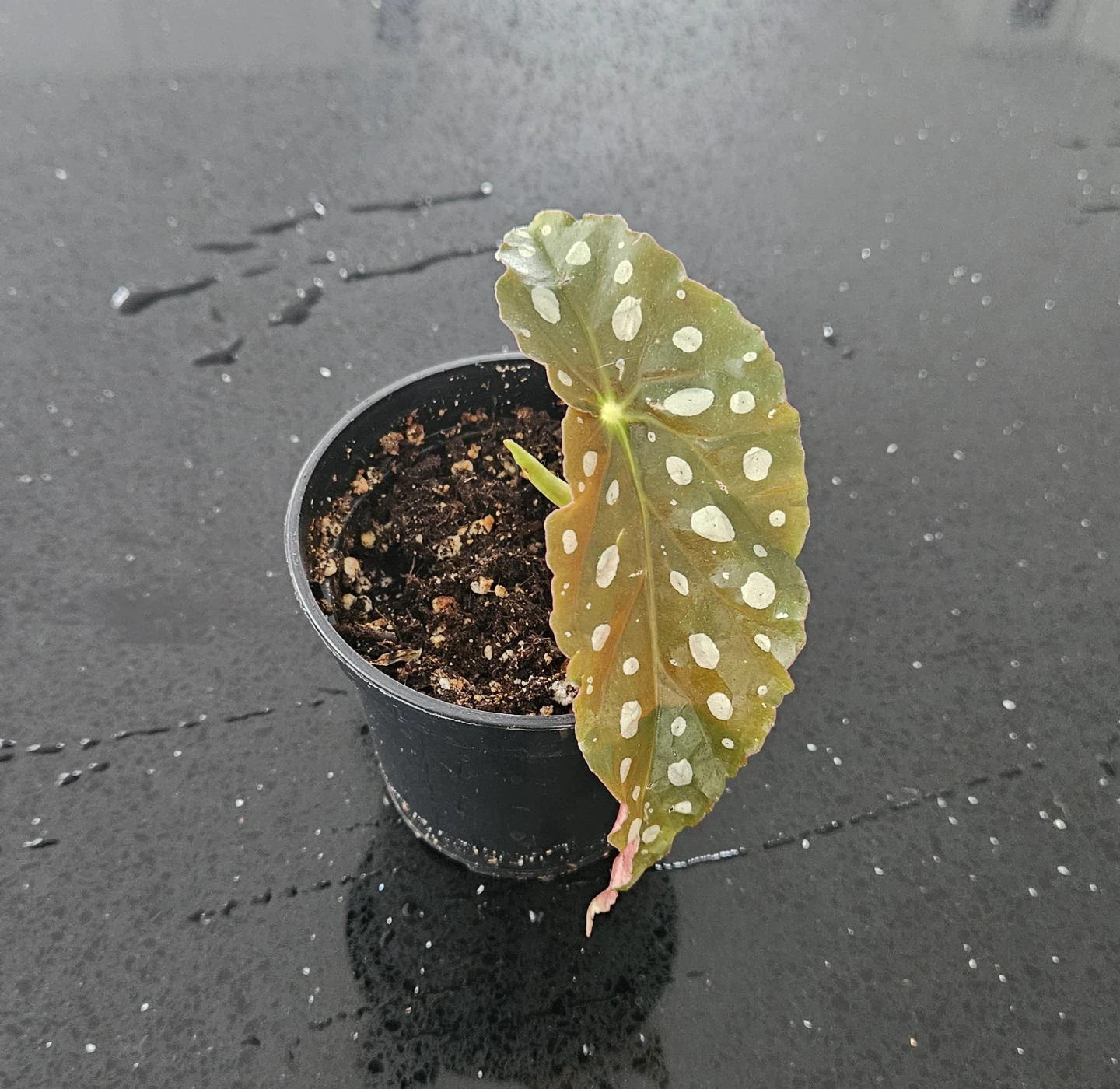 Begonia Maculata, Pilea Peperomioides, Scindapsus Pictus - photo 2
