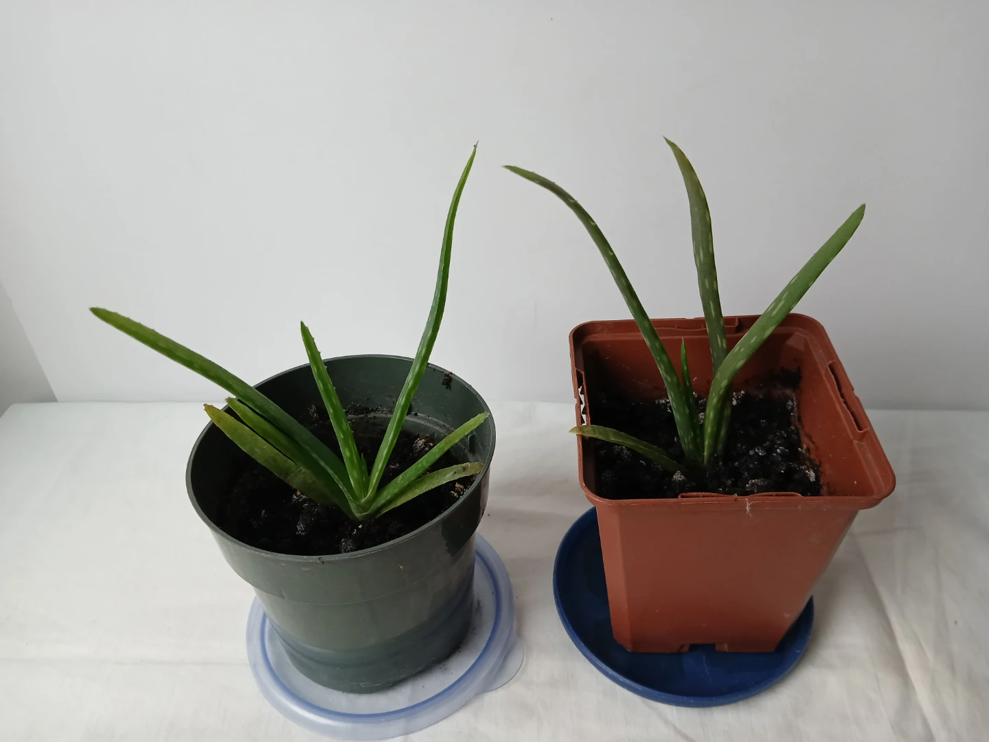 Two healthy, rooted Aloe Vera Plants. $4 EACH.  Location on ad.