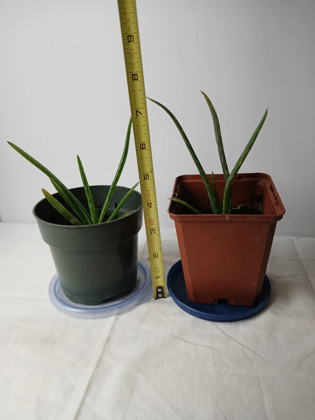 Two healthy, rooted Aloe Vera Plants. $4 EACH.  Location on ad. - photo 2
