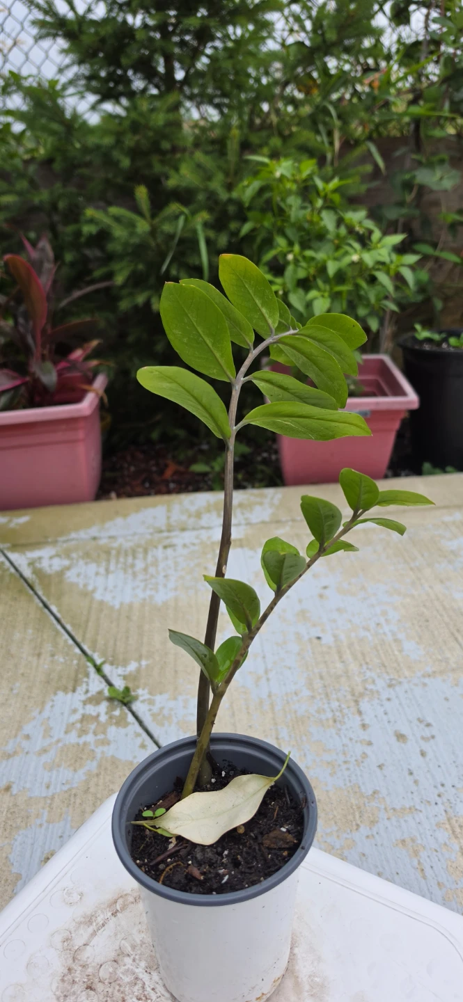 ZZ Plant Potted