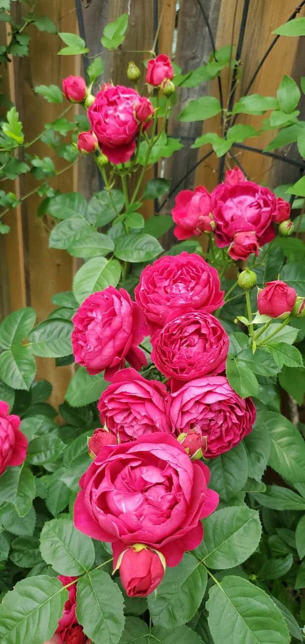 Ascot Rose - photo 4