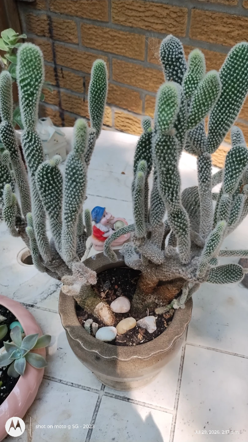 Bunny Ear Cactus in Pot - photo 3