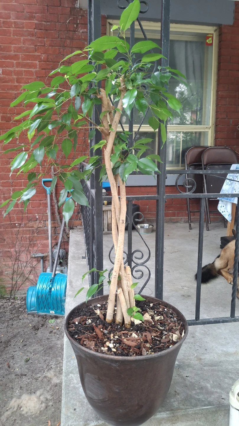Braided Ficus Tree in Pot - photo 2