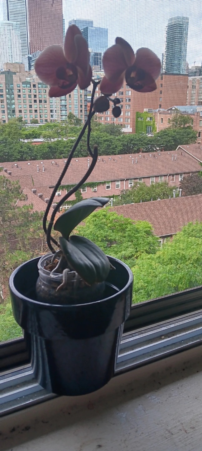 Dark Pink Orchid Plant - photo 5