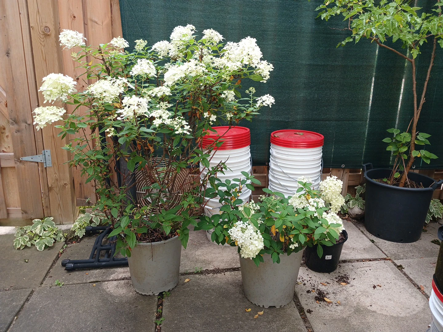 Beautiful Hydrangea Limelight shrubs