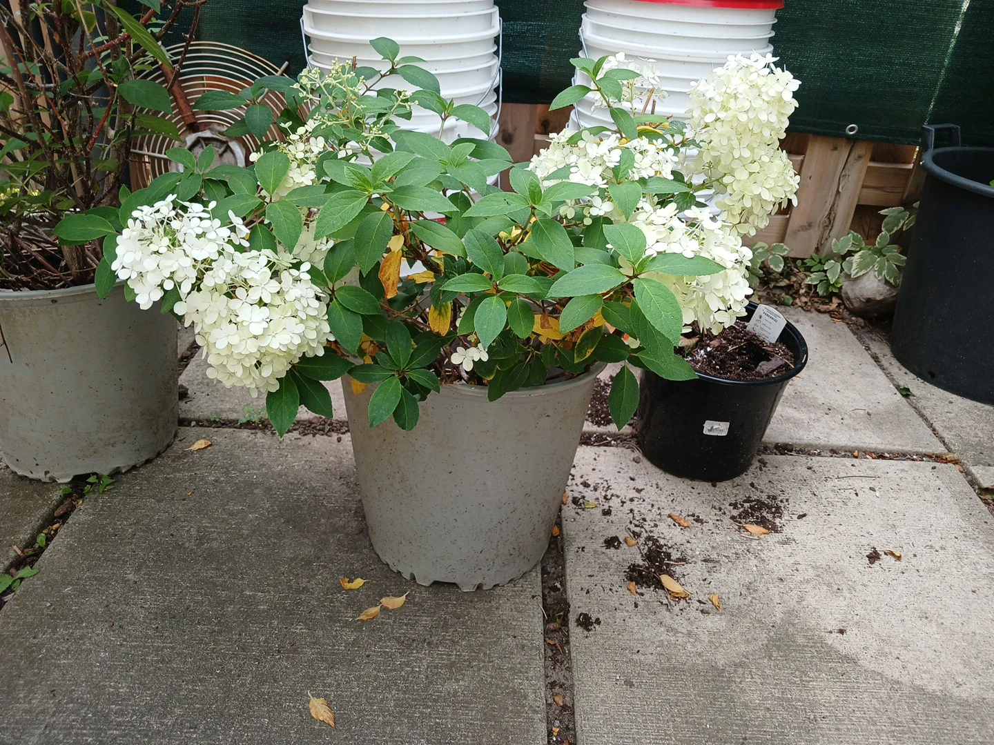 Beautiful Hydrangea Limelight shrubs - photo 2