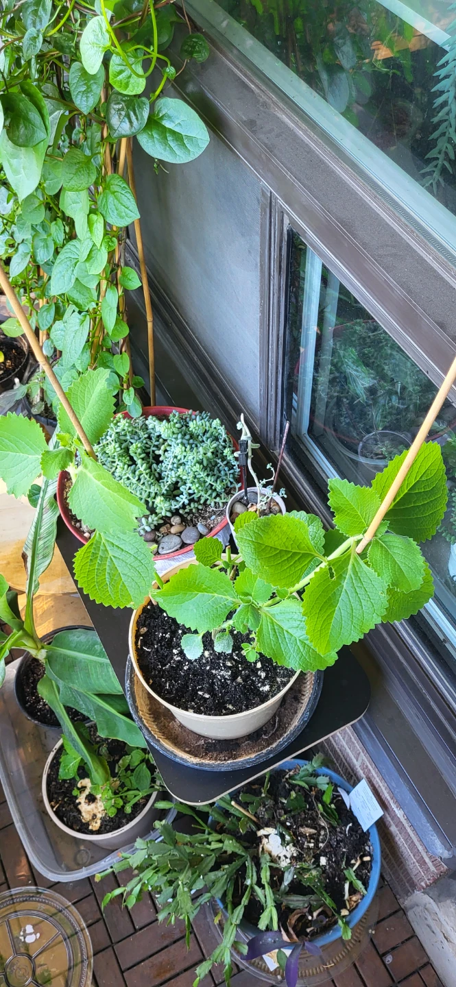 Mexican Mint/ Tần dày lá
