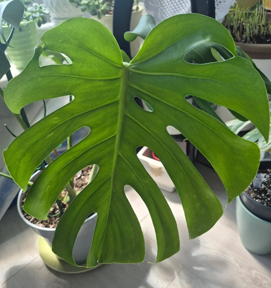 Monstera Deliciosa Plant