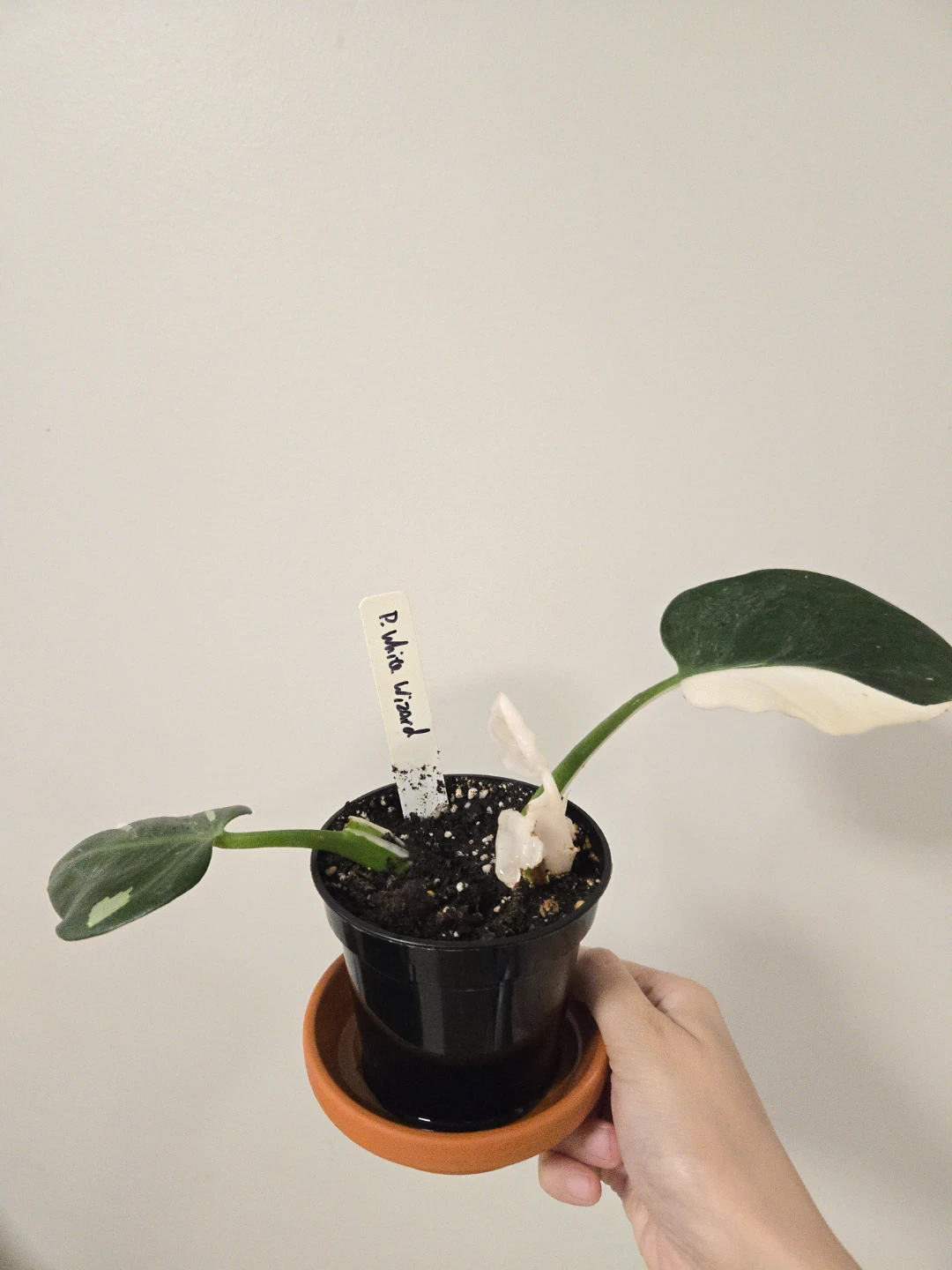 Philodendron White Wizard Plant