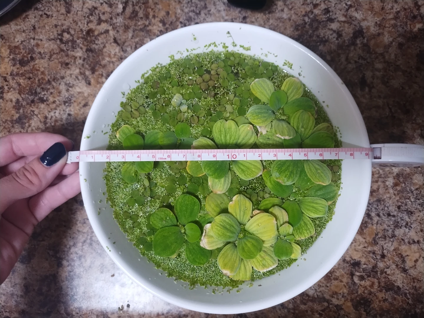 Big bowl of aquarium plants - photo 2