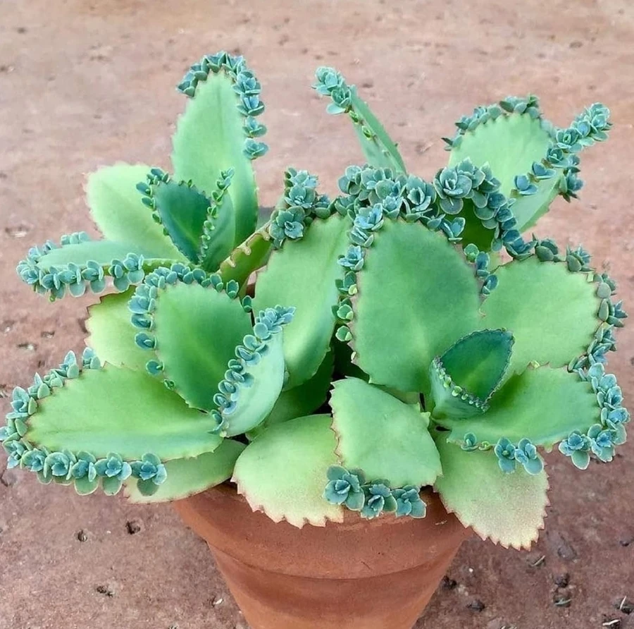 Mother of Thousands Plant Seedlings