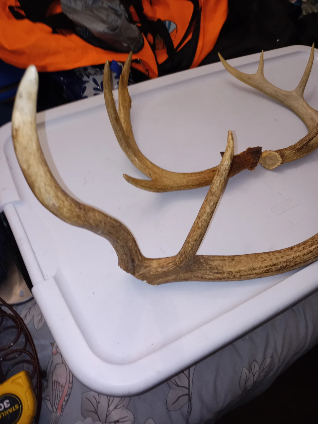 Deer Antlers - 3 Antlers - photo 2