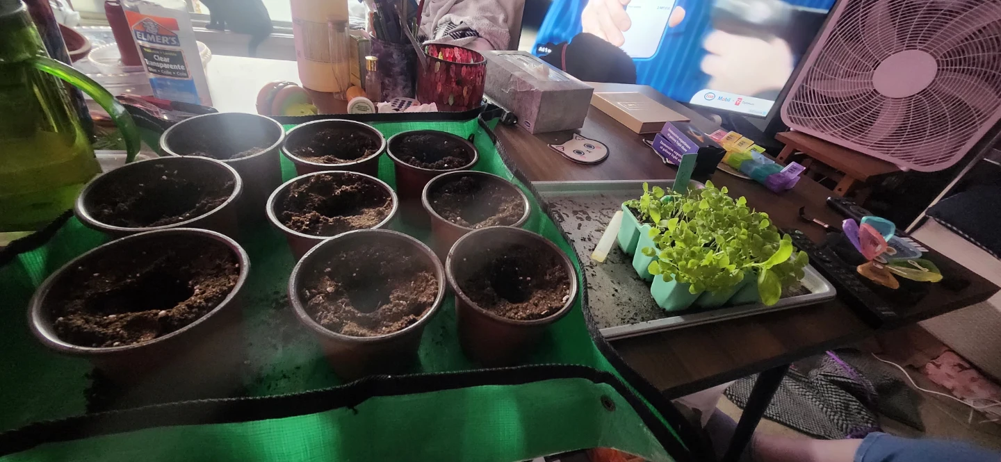 Italian basil started from seed * - photo 2
