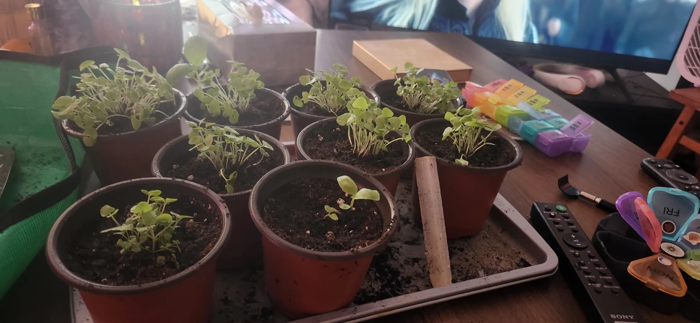 Italian basil started from seed * - photo 3