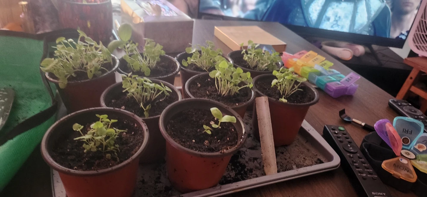 Italian basil started from seed * - photo 4