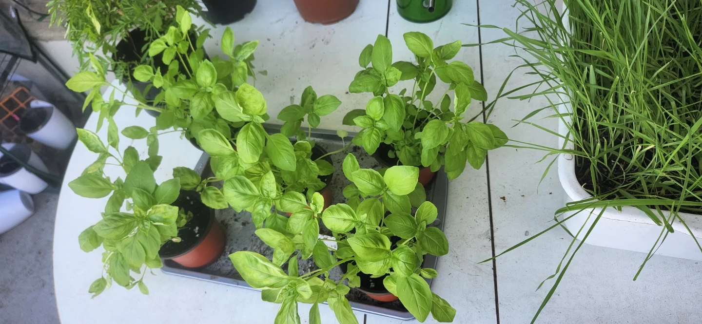 Italian basil started from seed * - photo 5