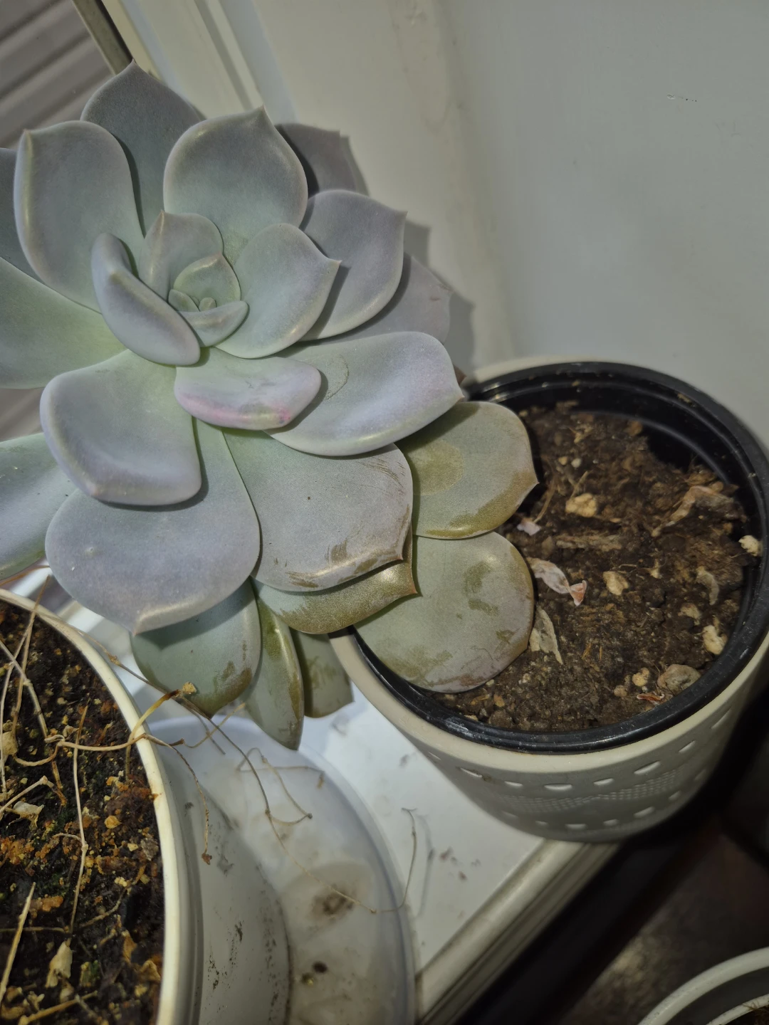 Echeveria Succulent in Decorative Pot - photo 3