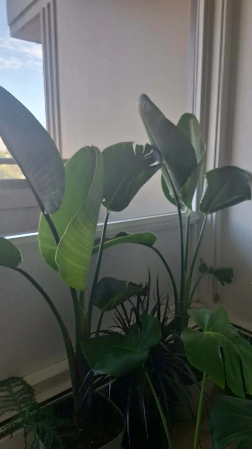 Bird of Paradise Plant